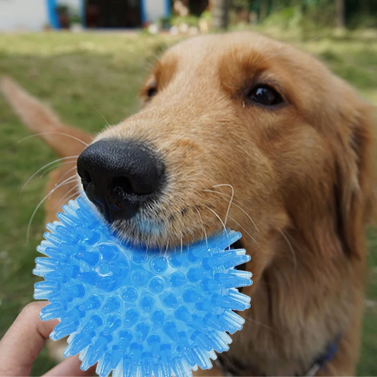 Squeaky dog toys bundle for small, medium and large dogs