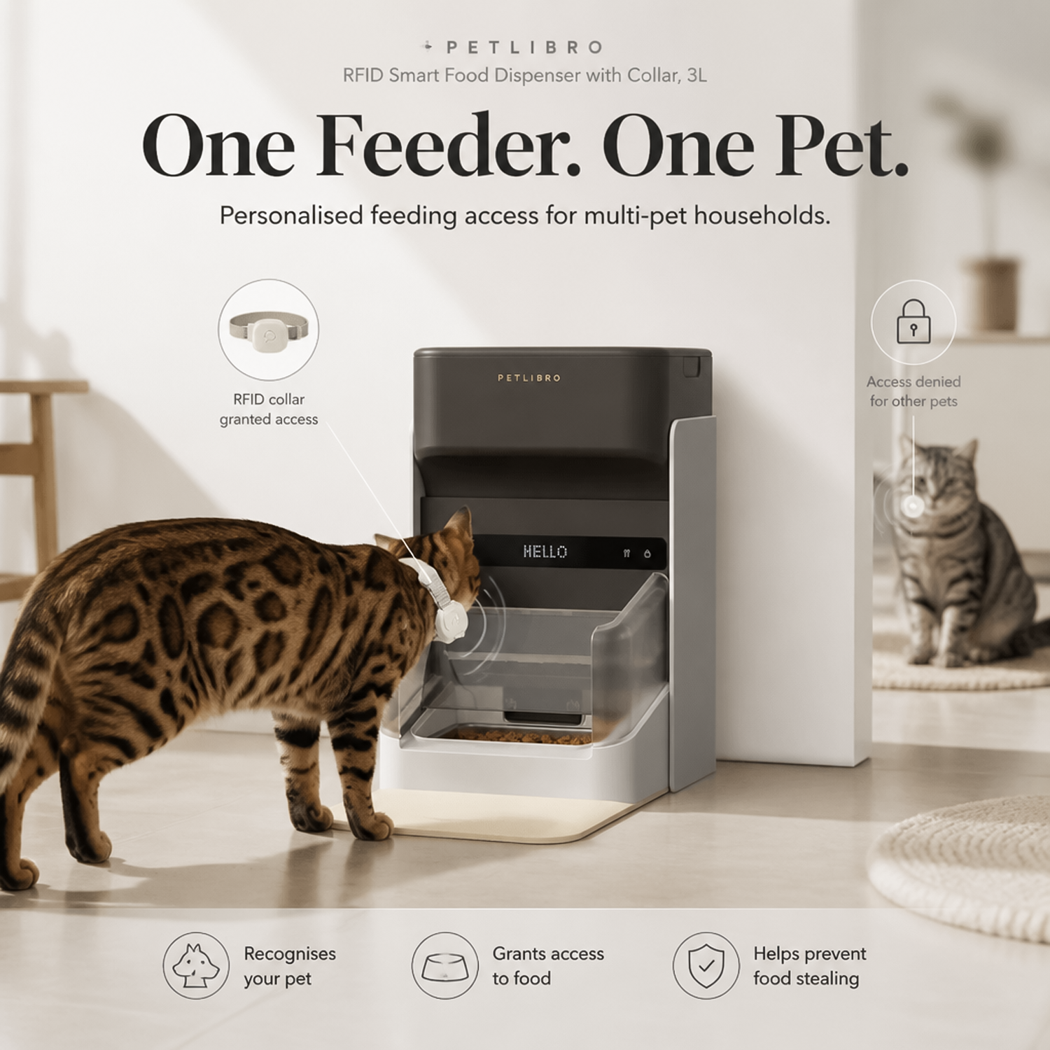 Bengal cat granted meal access by RFID sensor while another cat is blocked from the food bowl