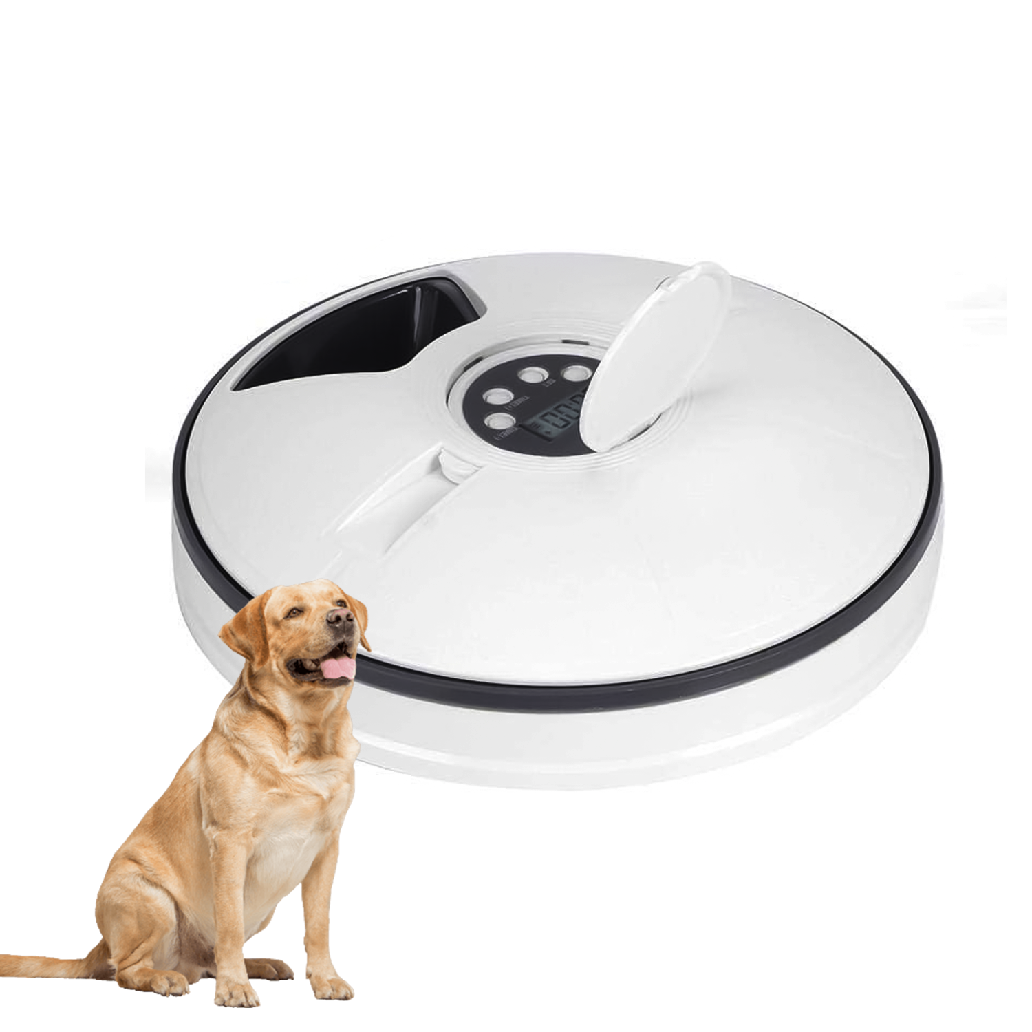 timed pet feeder